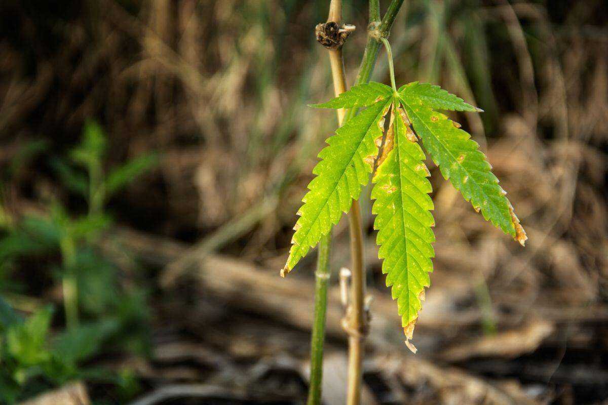 Understanding & Preventing Nutrient Burn in Cannabis